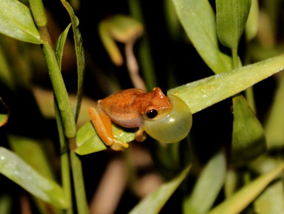 Dendropsophus_Marcelo_Gehara