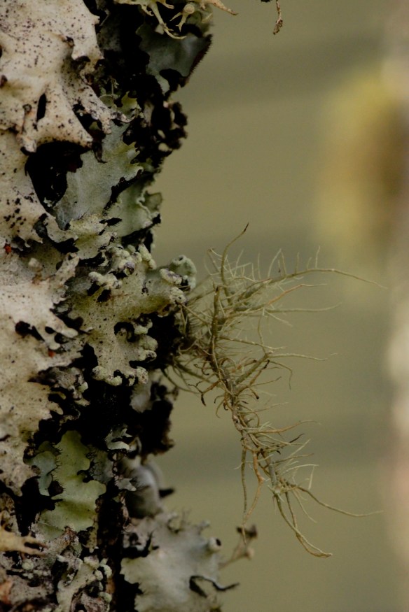 ibitipoca_2010_01_28_084